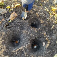 Here ends a successful growing season at the Hall