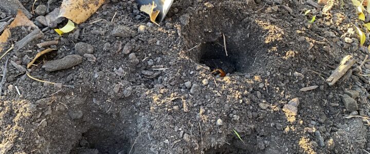 Here ends a successful growing season at the Hall