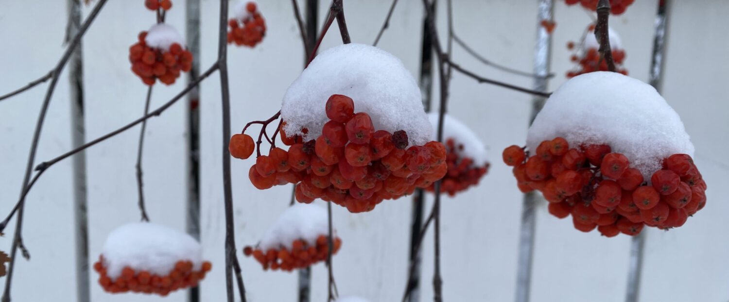 Beverly Heights Community League